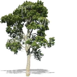 cut out big maple tree
