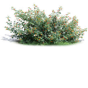 bush with small  yellow blossoms