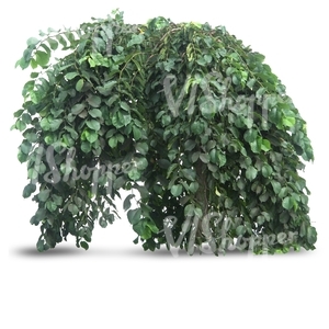 cut out small tree with hanging branches