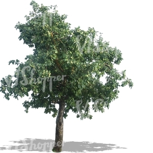cut out apple tree with apples