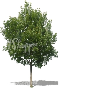 cut out young maple tree
