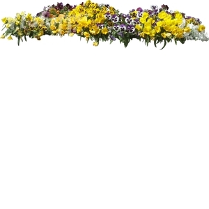 cut out bed of yellow pansies