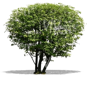 cut out big bush
