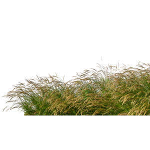 cut out foreground grass