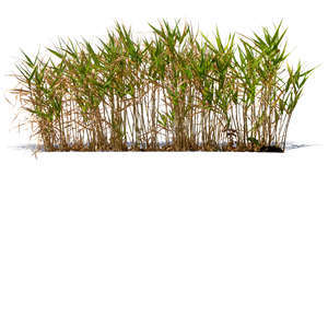 cut out grass in sunlight