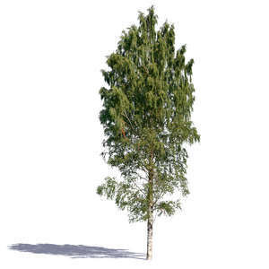 big birch in sunlight
