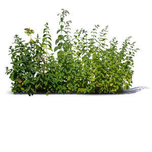 cut out leafy plant