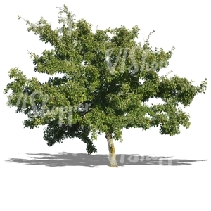 cut out large oak