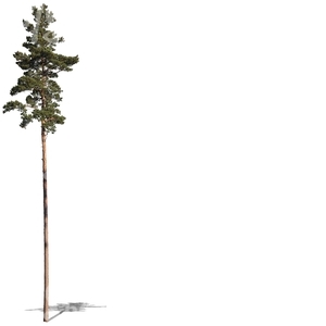 tall pine tree
