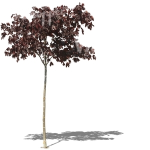 small red maple tree