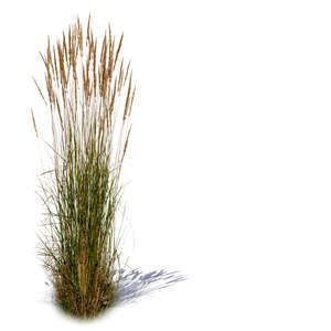 tuft of tall grass