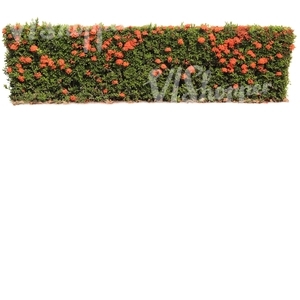 hedge with red blossoms