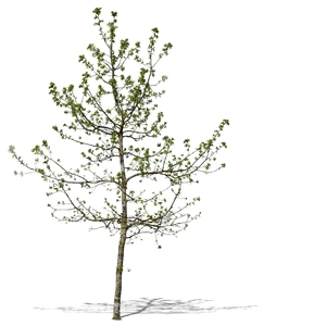 small tree with sprouts