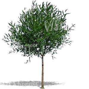 small deciduous tree