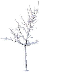 leafless tree covered with snow