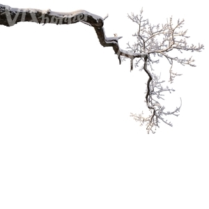 oak branch covered with snow