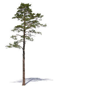 cut out tall pine tree in sunlight