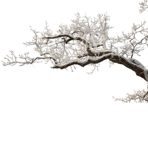 oak branch covered with snow