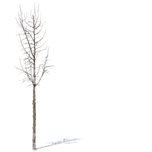 leafless tree with little snow