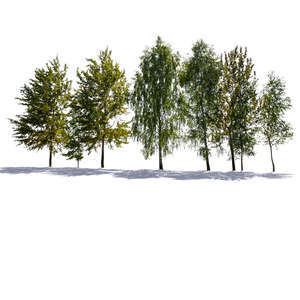 backlit group of trees