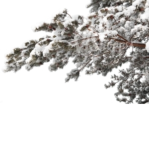 pine branch covered with snow