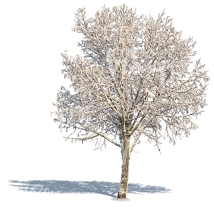 leafless tree with a big crown covered with snow
