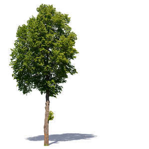 blooming linden tree