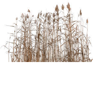 cut out reed