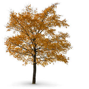 linden tree in autumn
