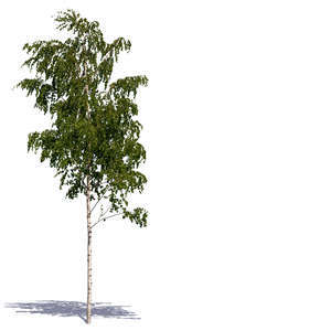 small birch
