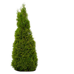 cut out thuja in shade