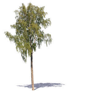 birch in sunlight