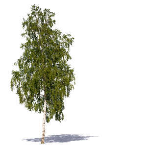 big birch tree in sunlight