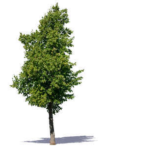 linden in summer