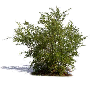 thick bush