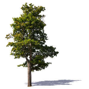 tall maple tree in sunlight