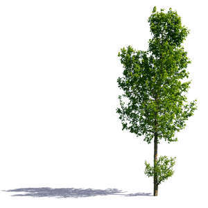 sidelit medium size tree