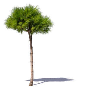 small pine tree