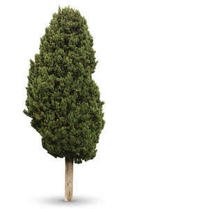 cypress in ambient light