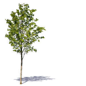 cut out small decidiuous tree