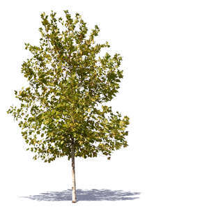 plane tree