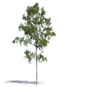 betula pendula