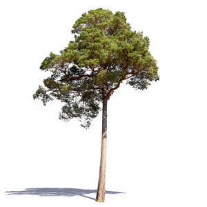 small pine in sunlight