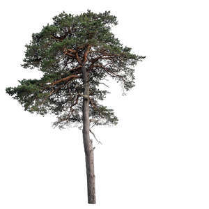 big pine tree in shade