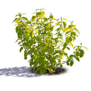 small backlit bush