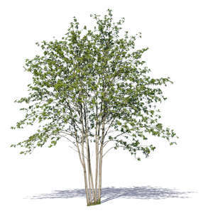 group of small trees in springtime