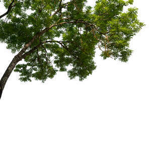 branch of an ash tree