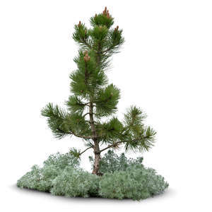 small pine with some small plants