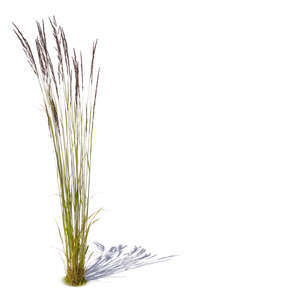 thin tuft of grass