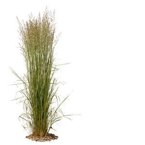 tall tuft of grass